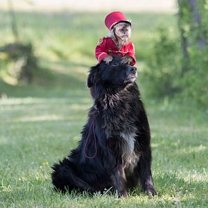Fotoğraf Kimsesiz Çocuk Remi