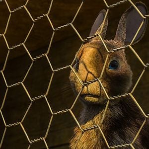 Fotoğraf Watership Down