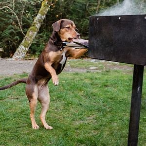 Fotoğraf Sadık Dostum