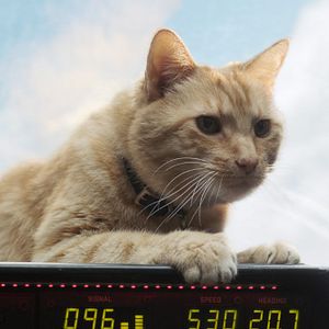 Fotoğraf Captain Marvel