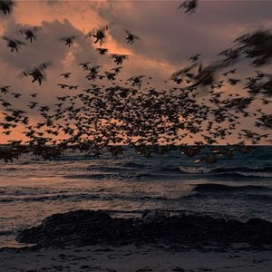 Fotoğraf Jessica Forever