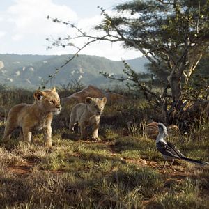 Fotoğraf Aslan Kral