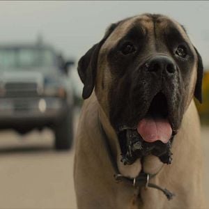 Fotoğraf Dostumun Yolculuğu