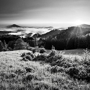 Fotoğraf Boyalı Kuş