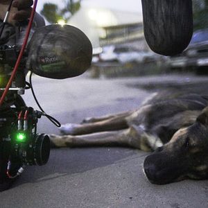 Fotoğraf Space Dogs