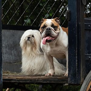 Fotoğraf Lady And The Tramp