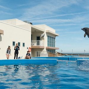 Fotoğraf Bernie The Dolphin