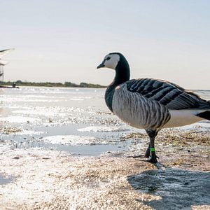 Fotoğraf Donne-moi des ailes