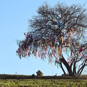 Fotoğraf Zümrüdüanka