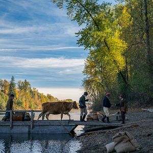 Fotoğraf İlk İnek