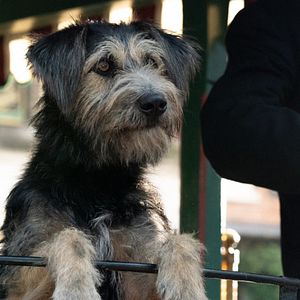 Fotoğraf Lady And The Tramp