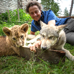 Fotoğraf Le Loup et le Lion