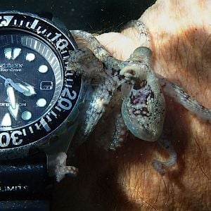 Fotoğraf My Octopus Teacher