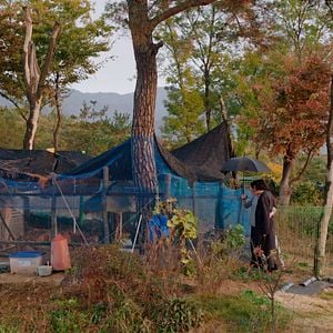 Fotoğraf Domangchin yeoja