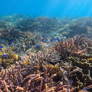 Fotoğraf David Attenborough: Gezegenimizde Bir Yaşam