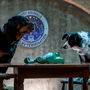 Fotoğraf Cats & Dogs 3: Paws Unite