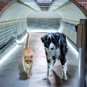 Fotoğraf Cats & Dogs 3: Paws Unite