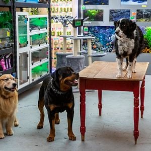 Fotoğraf Cats & Dogs 3: Paws Unite