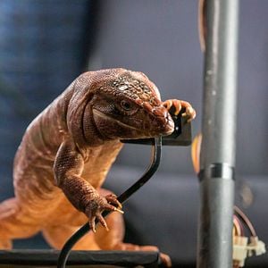 Fotoğraf Cats & Dogs 3: Paws Unite