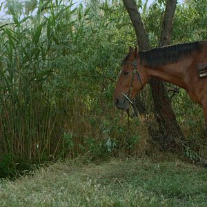 Fotoğraf Son Kale: Hacıbey