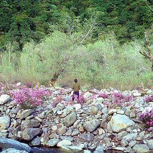 Fotoğraf Dasatskisi