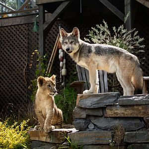 Fotoğraf Le Loup et le Lion