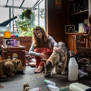 Fotoğraf Le Loup et le Lion