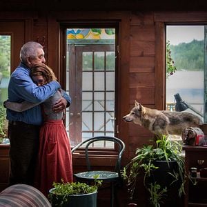 Fotoğraf Le Loup et le Lion
