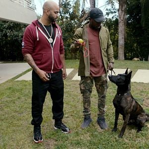 Fotoğraf Canine Intervention