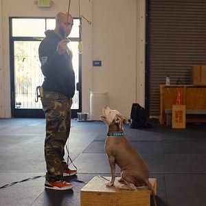 Fotoğraf Canine Intervention