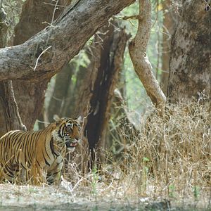 Fotoğraf David Attenborough ile Yaşamın Renkleri