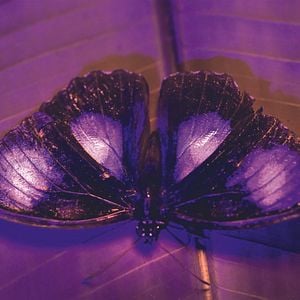 Fotoğraf David Attenborough ile Yaşamın Renkleri