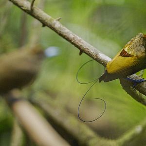 Fotoğraf David Attenborough ile Yaşamın Renkleri