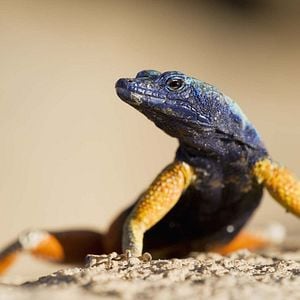 Fotoğraf David Attenborough ile Yaşamın Renkleri