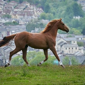 Fotoğraf Dream Horse