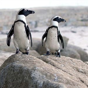 Fotoğraf Penguin Town