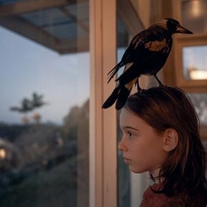 Fotoğraf Penguen Bloom