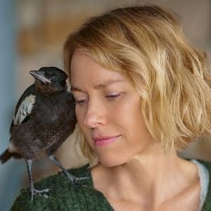 Fotoğraf Penguen Bloom