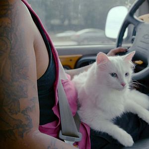 Fotoğraf Cat People