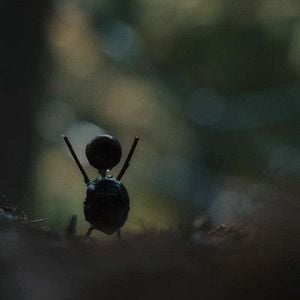 Fotoğraf The Chestnut Man