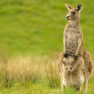 Fotoğraf Hayvanların Sırları