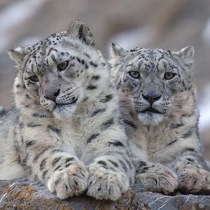 Fotoğraf Hayvanların Sırları