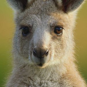 Fotoğraf Hayvanların Sırları