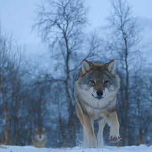 Fotoğraf Hayvanların Sırları
