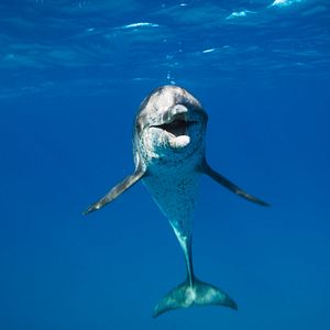 Fotoğraf Hayvanların Sırları