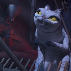 Fotoğraf Robin Robin