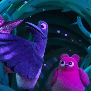 Fotoğraf Robin Robin