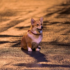 Fotoğraf Cowboy Bebop (2021)