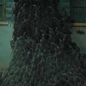 Fotoğraf Kuang shu lie che