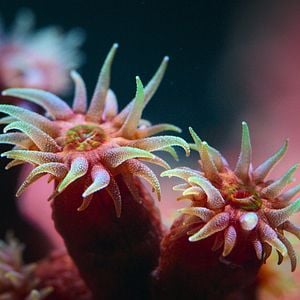 Fotoğraf Baloncuk: Resifin Mucizeleri